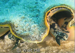 walleyed conch by Walt Hill 